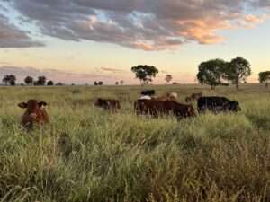 Cattle at Spyglass Beef Research Facility in a paddock dominated by buffel and wynn cassia