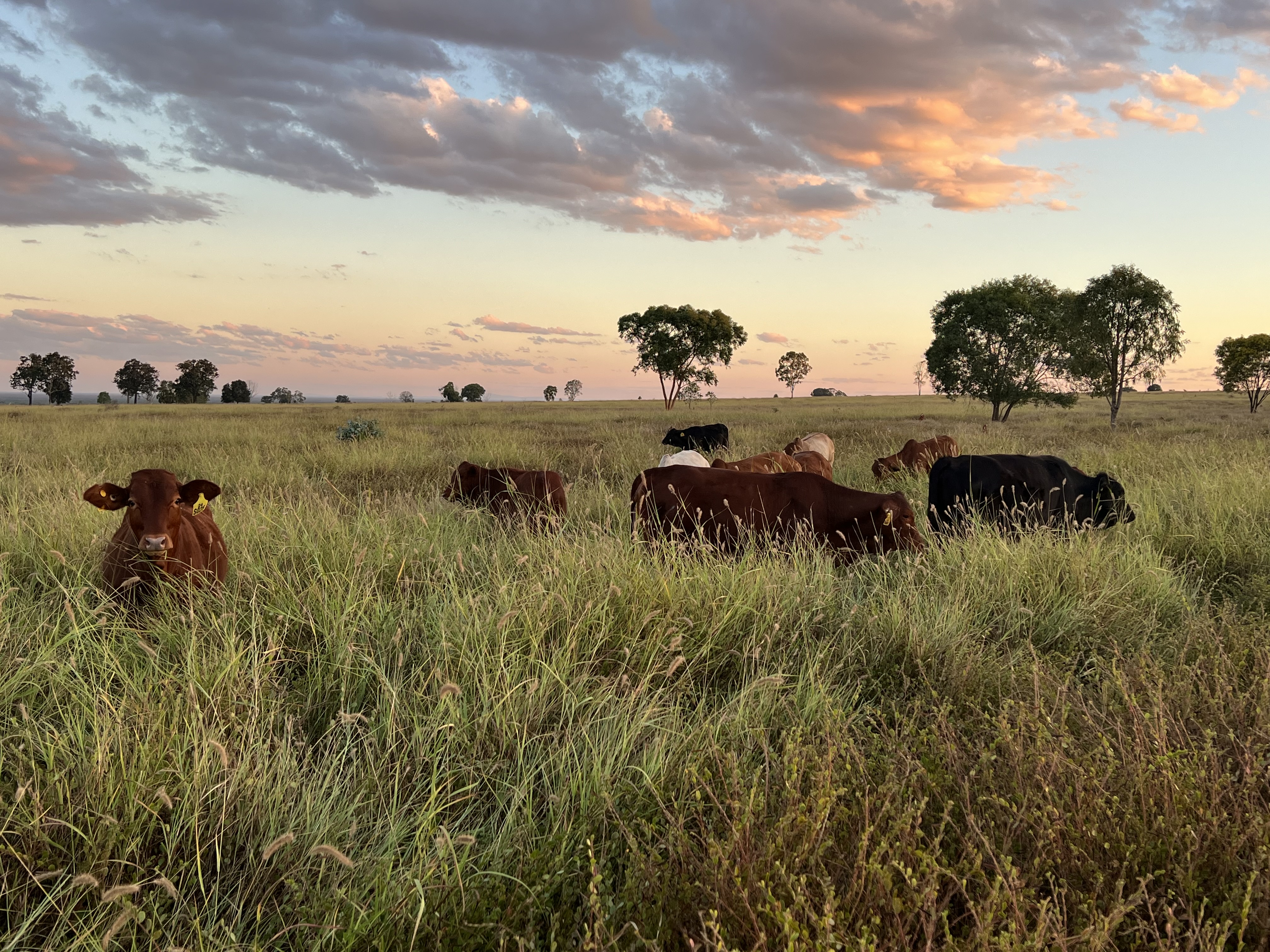 Cattle at Spyglass Beef Research Facility in a paddock dominated by buffel and wynn cassia