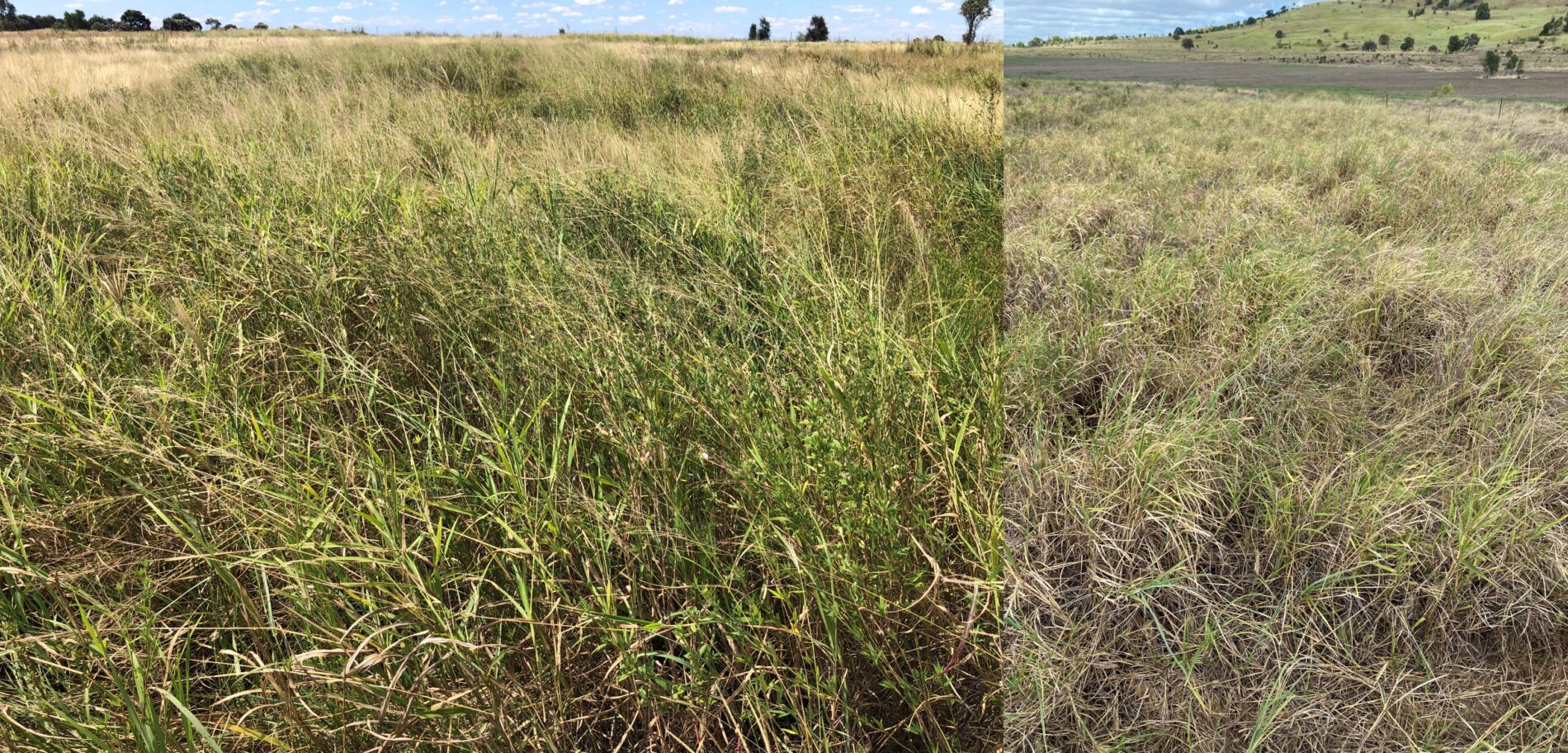 Longterm pasture dieback research shows some clear trends Sheep Central