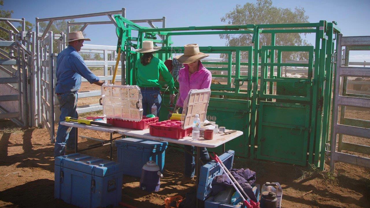 Three people setting up equipment for vaccinating cattle beside a cattle crush.