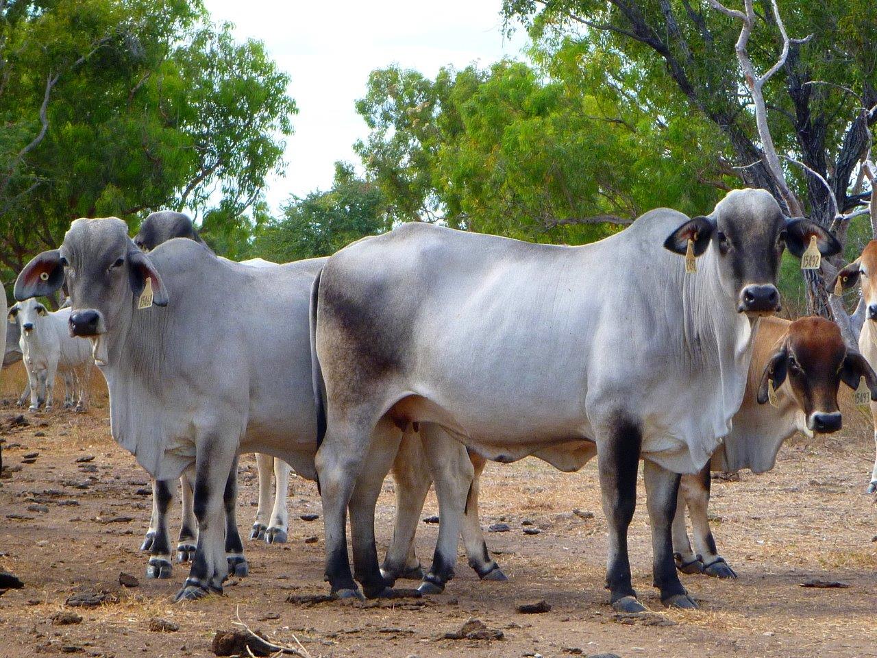 A group of Brahman heifers in the Selected Brahman project.