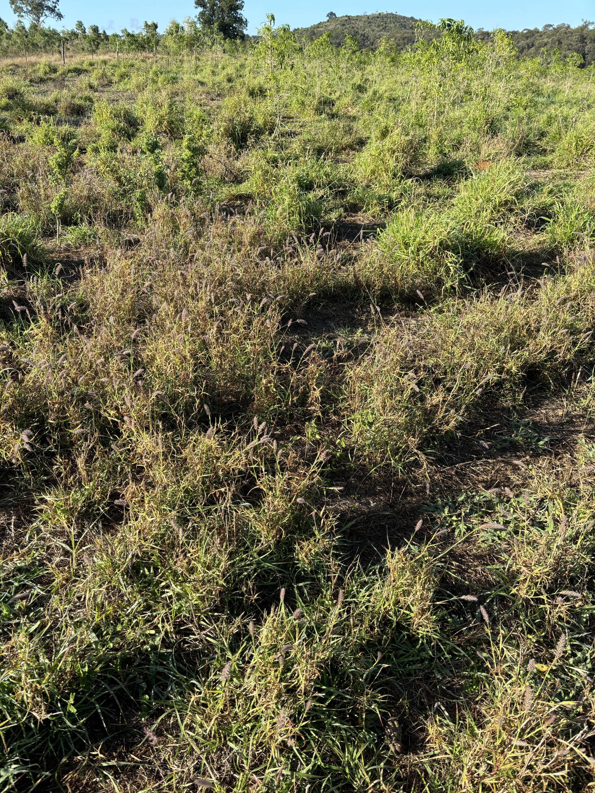 A paddock of grass with a patch of unhealthy discoloured grass in the foreground and lush green healthy grass in the background.