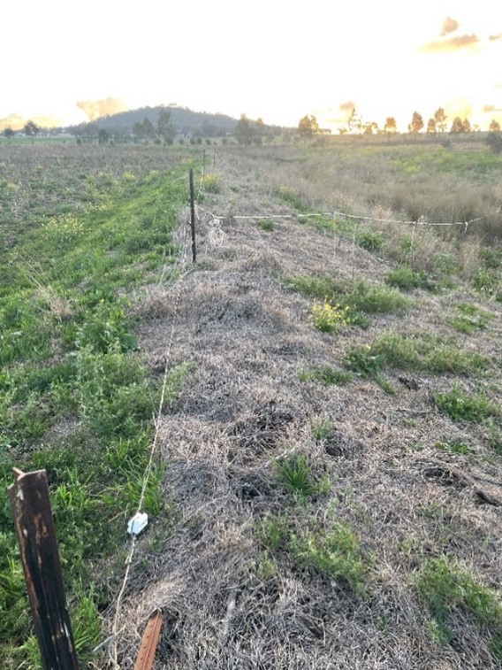 A photo taken looking down an electric fenceline with healthy green grass on the left and dead grass on the right.