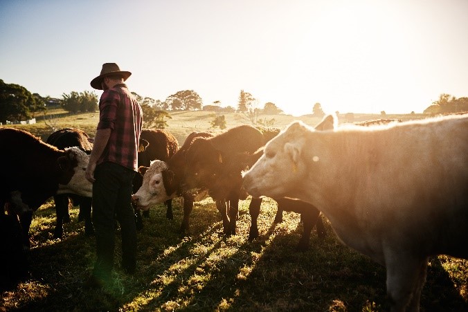 Farmer standing in middle of group of cattle.