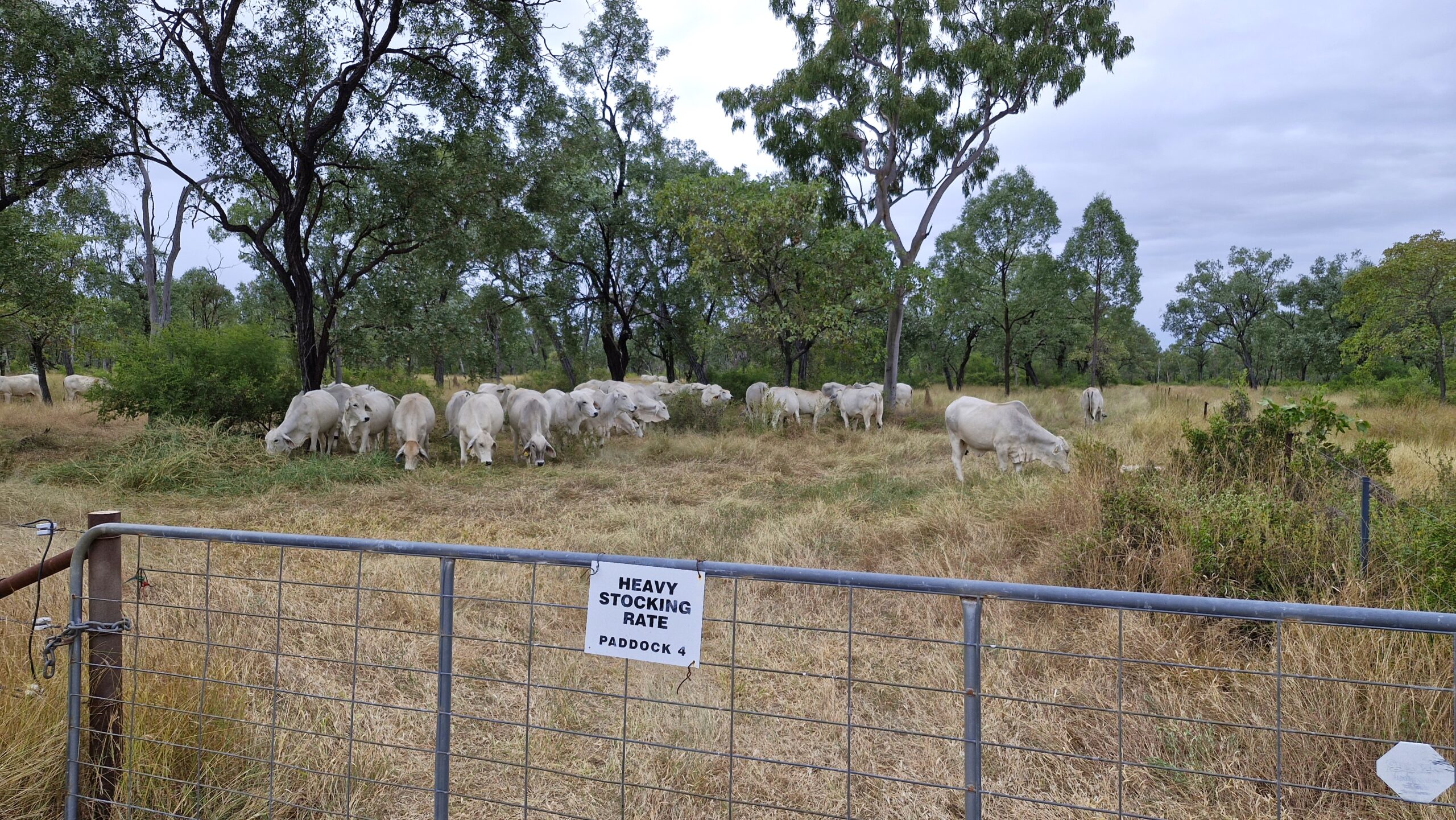 Looking over a gate to a mob of grey brahman heifers in a paddock of grass and trees.