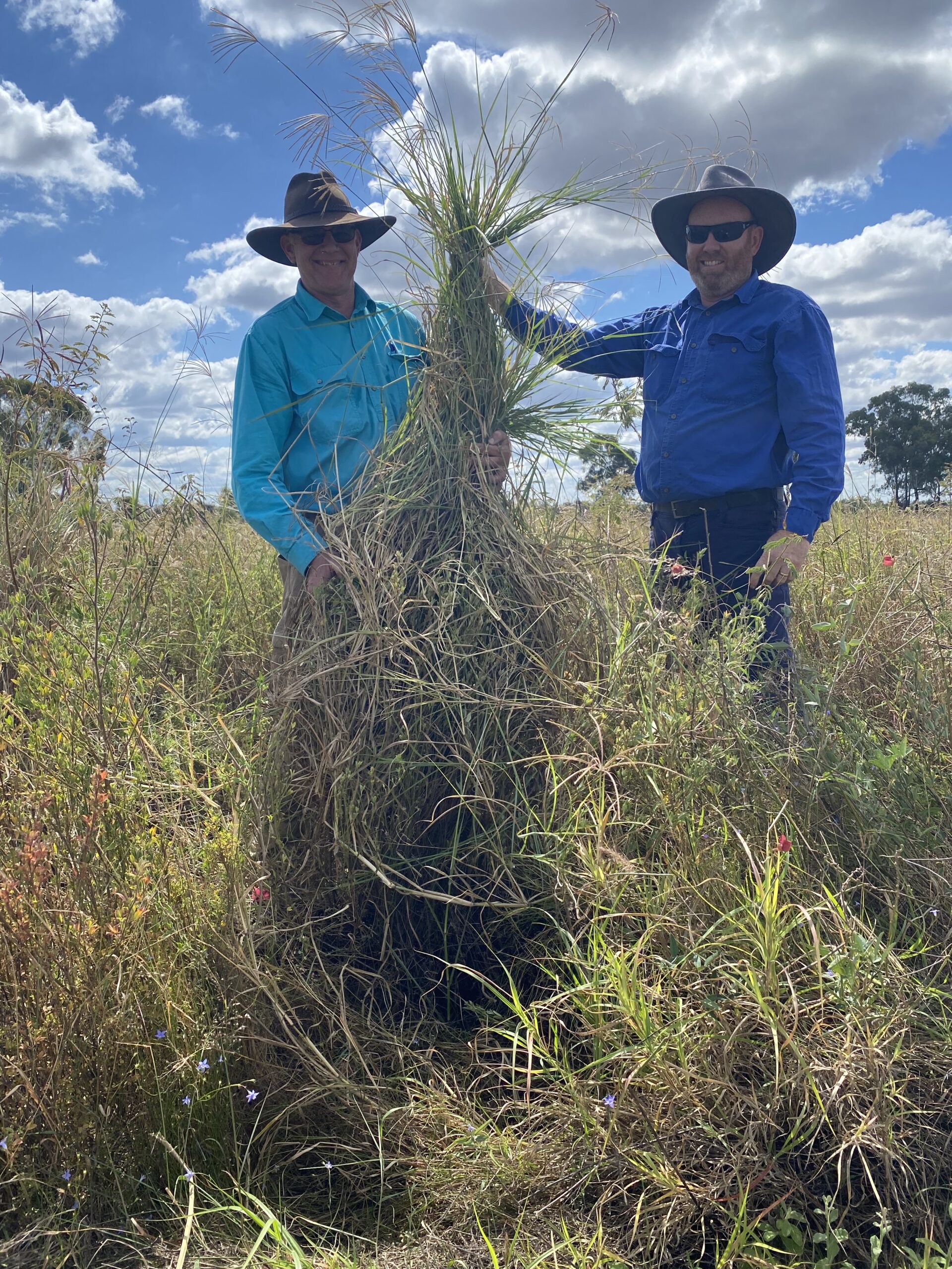 Two men holding a large grass plant as tall as them, still rooted in the ground