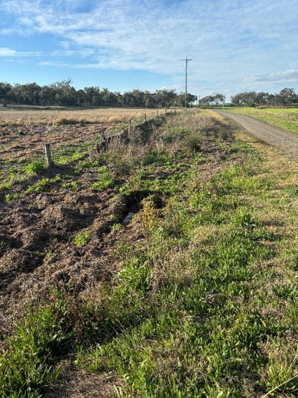 Phot of grass on the roadside with patches of green healthy grass and patches of dead grass.