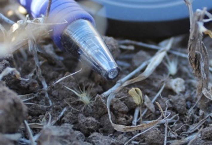 Dry and shrivelled legume seedling that did not have enough stored soil moisture to persist.