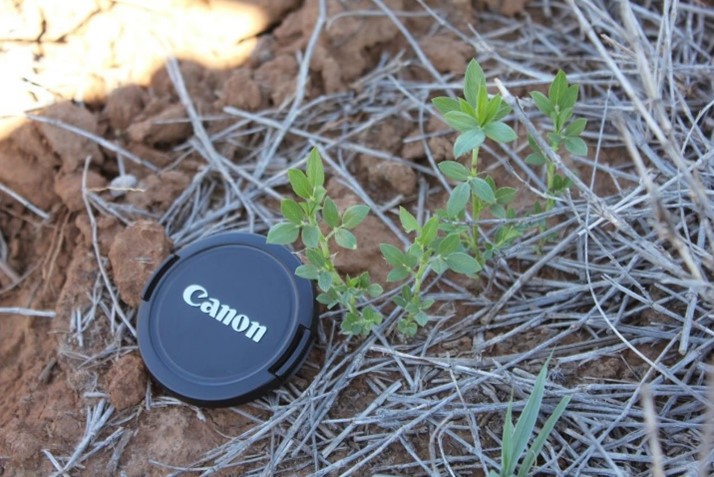 Thriving legume seedling with multiple branches of leaves.