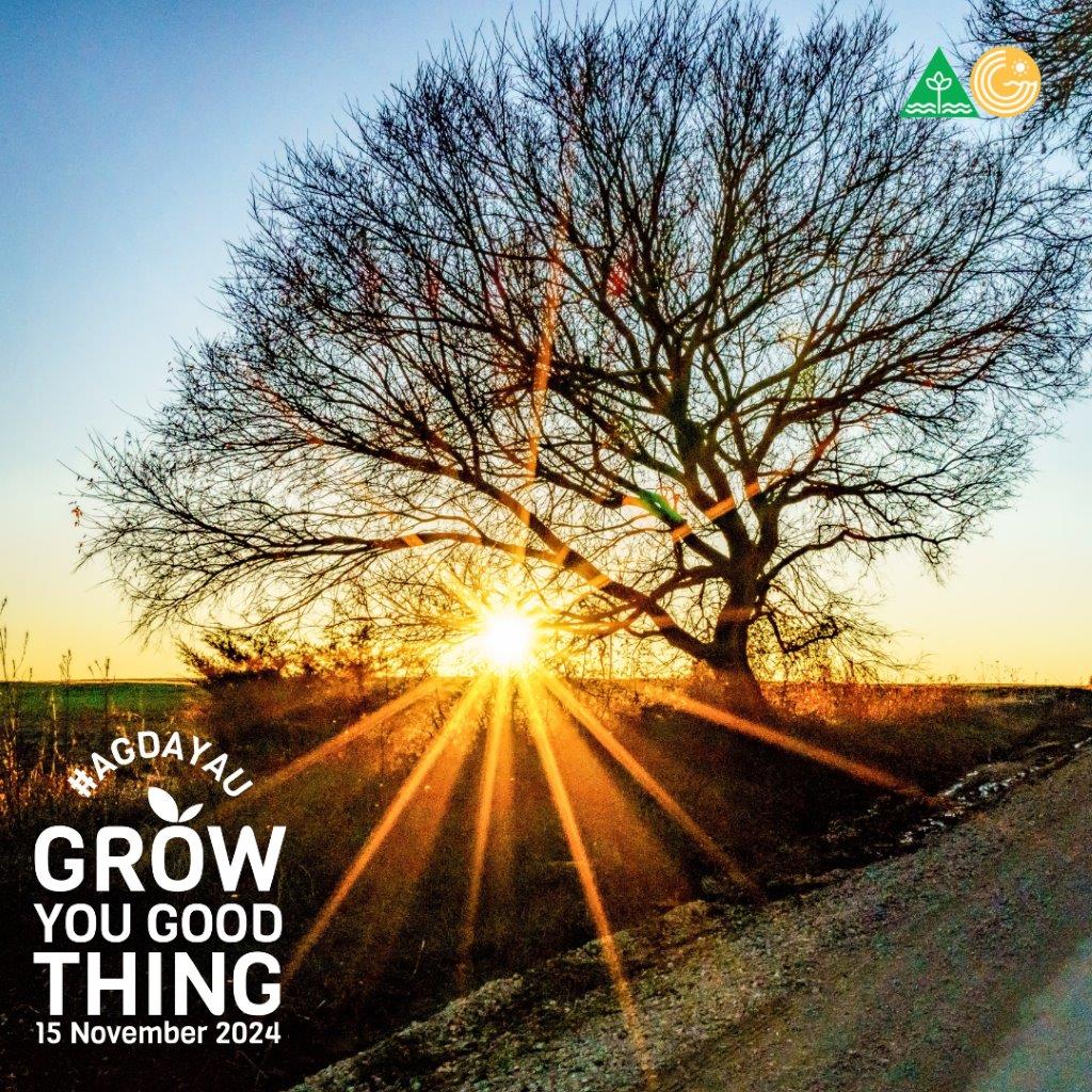 Photo of paddock and tree with sun rising behind the tree.