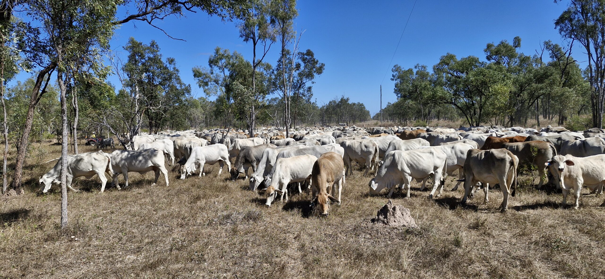 Grey brahman heifers in a paddock of grass and trees.