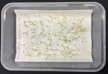 Germination test done at home with seeds sitting on wet paper towel in a takeaway container.