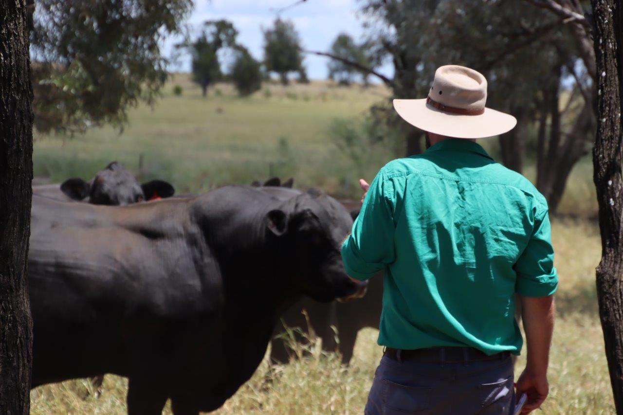 Man standing next to black bull in paddock.