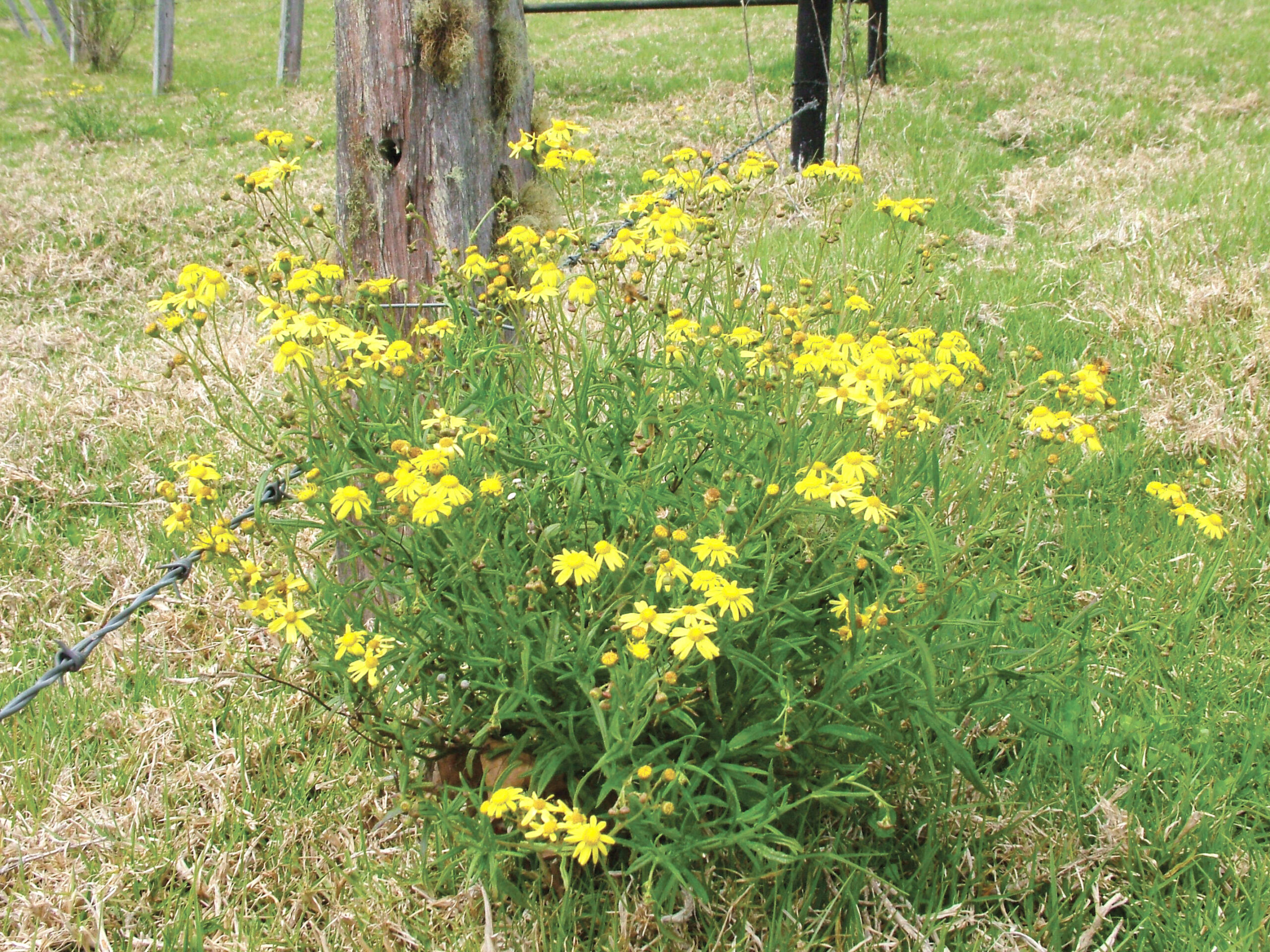 Fireweed has a bulbous shape with yellow flowers that have 13 petals.