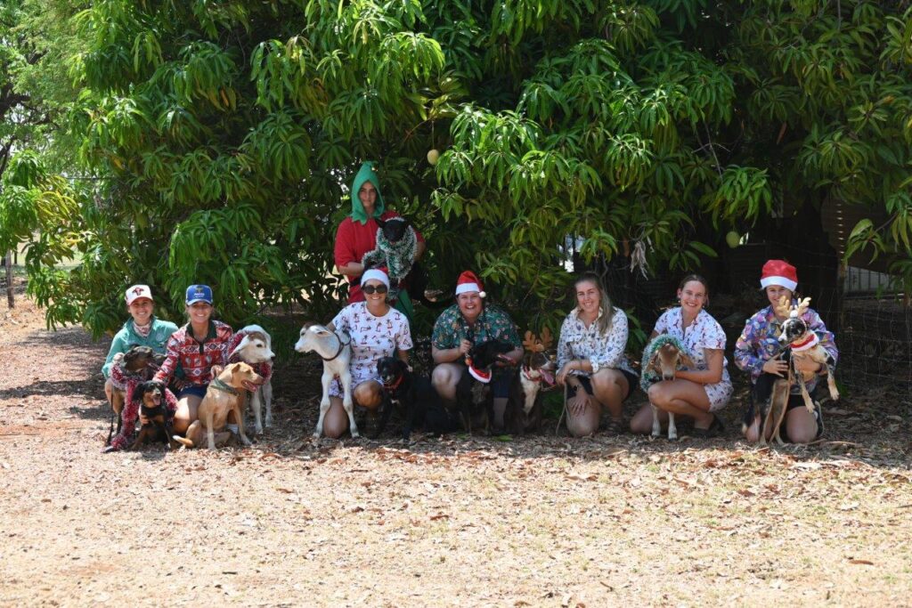 A group photo of Katherine Research Station staff sitting in the shade of enormous mango tree with their Christmas hats on, holding dogs and poddy calves.