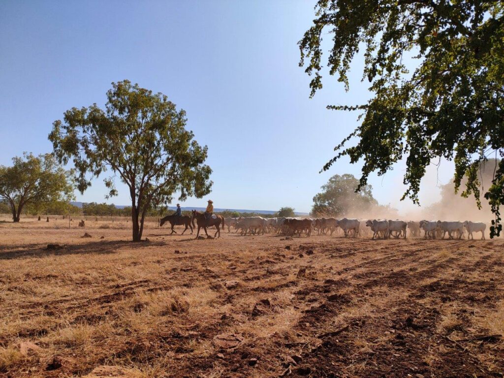 A photo of two people on horses out the front of a mob of white brahman cattle.