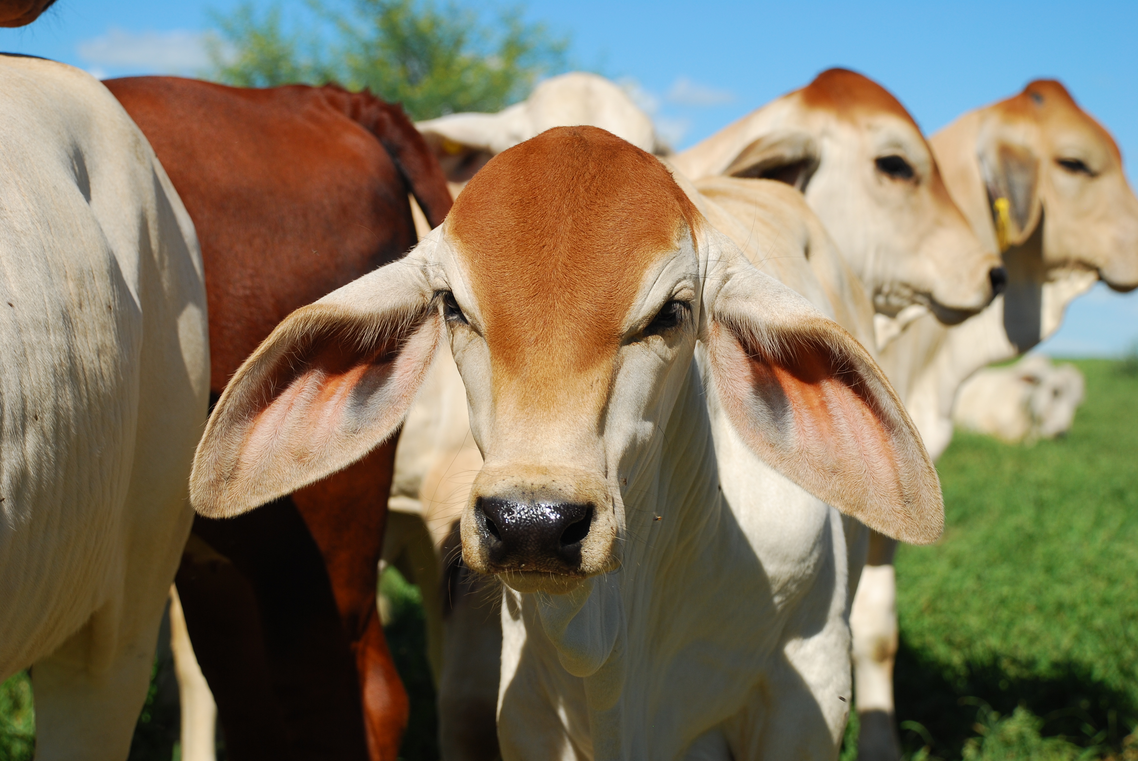 Brahman calf