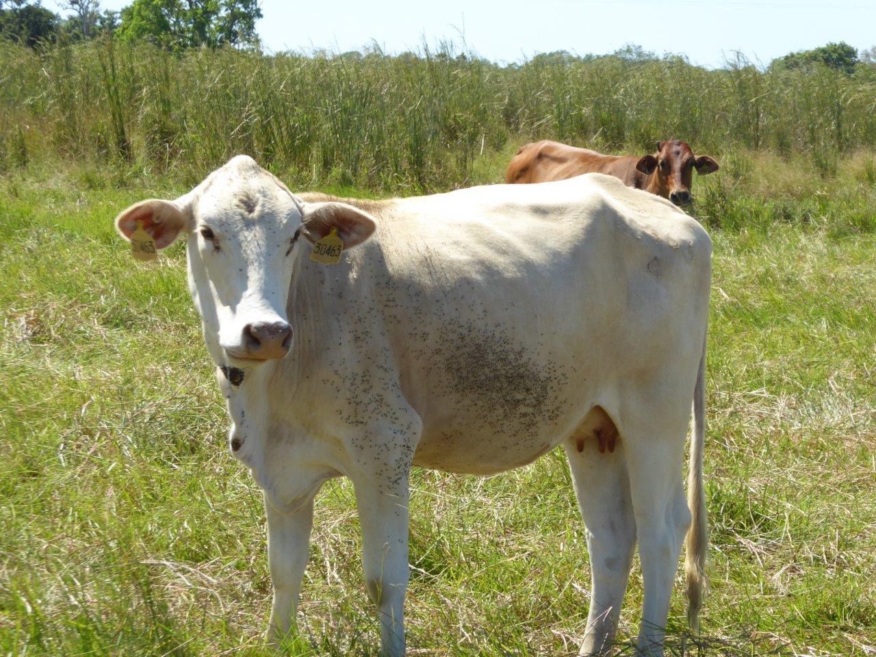 White composite cow with large number of buffalo flies on near side.