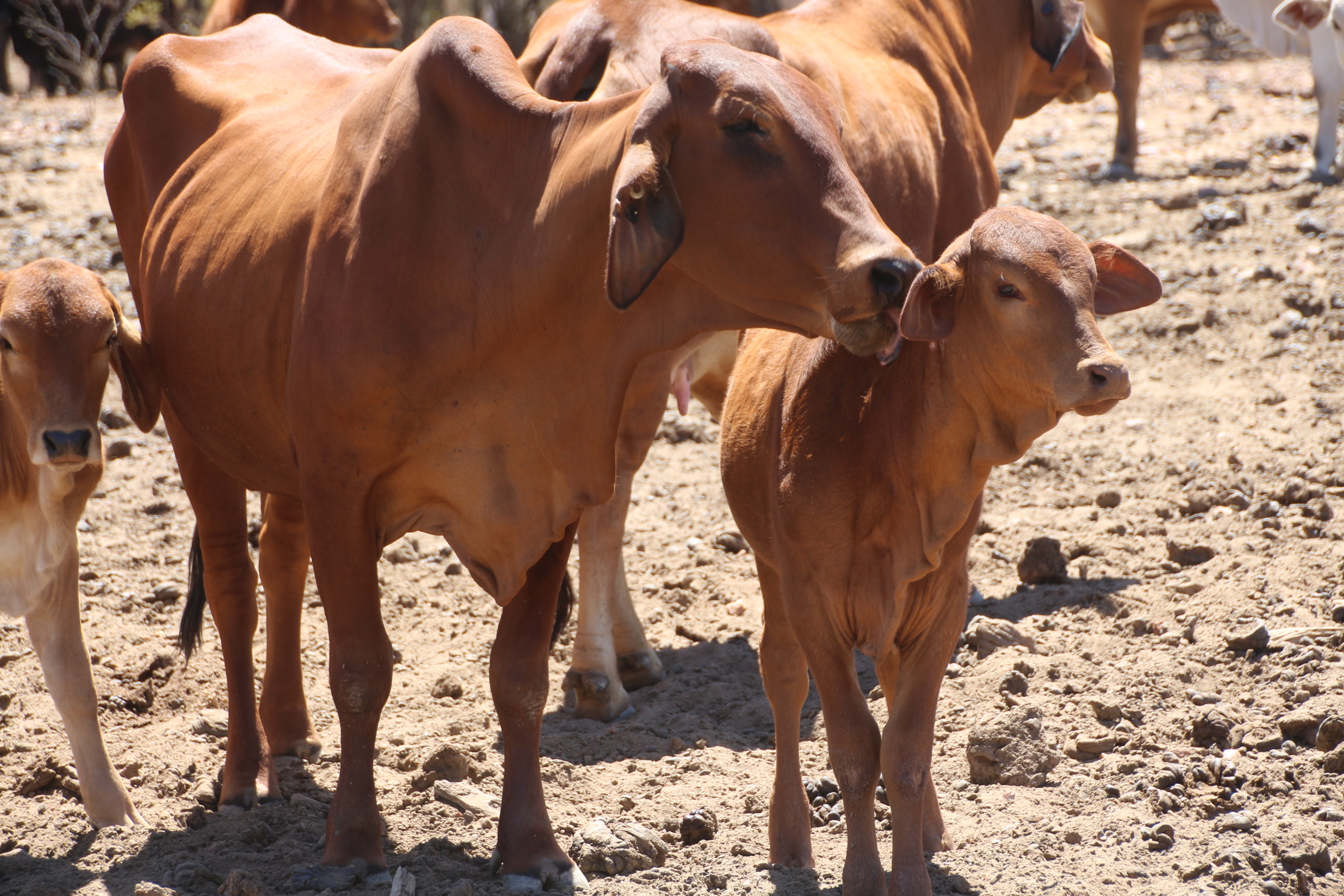 Red Brahman cow, strong, but in poor condition with calf at foot.