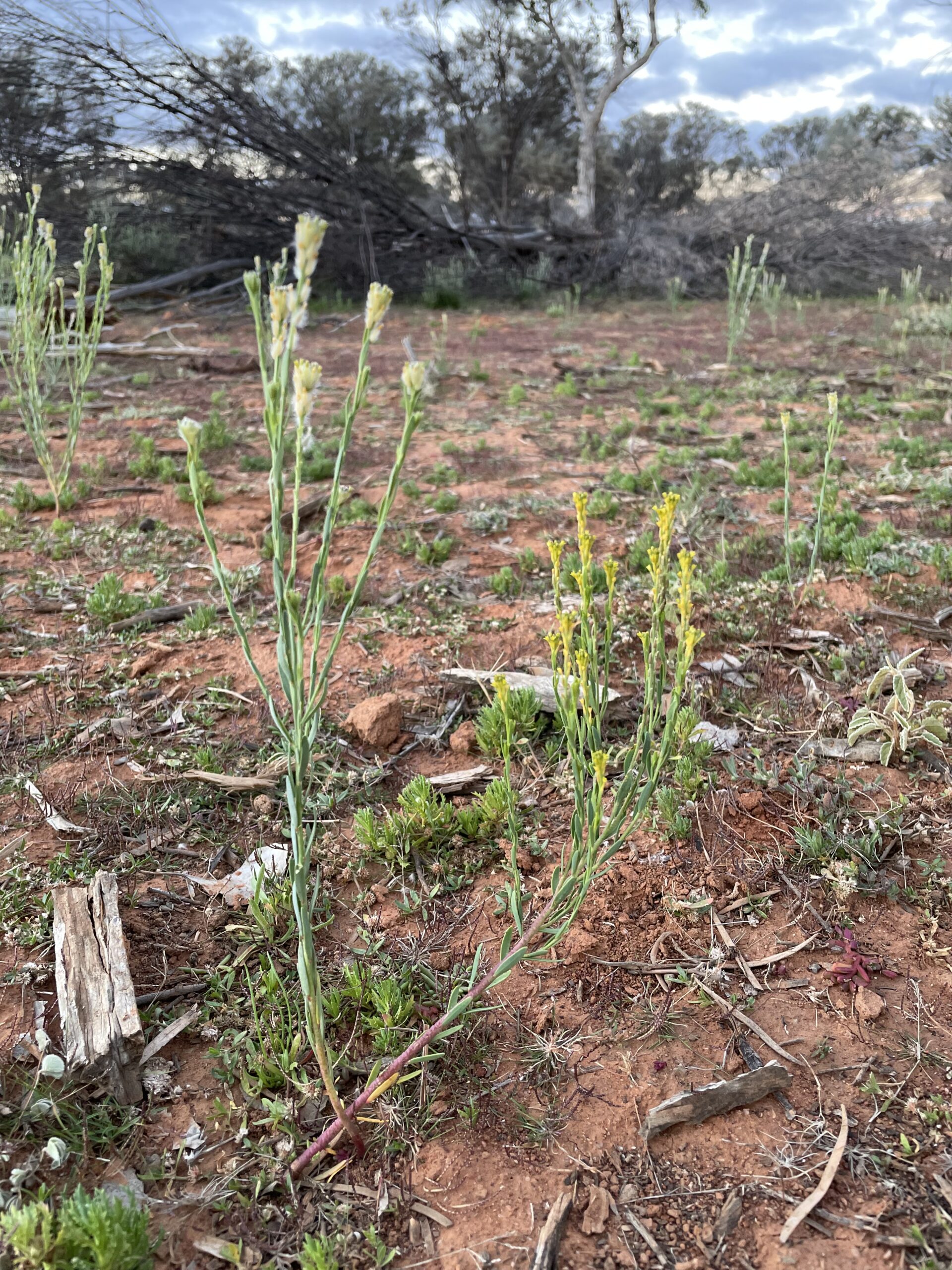 Pimelea trichostachya is upright with a fluffy white to yellow coloured flower at the end of the branch. Pimelea elongata is more prostrate with finer yellow flowers. The main stem of elongata is red.