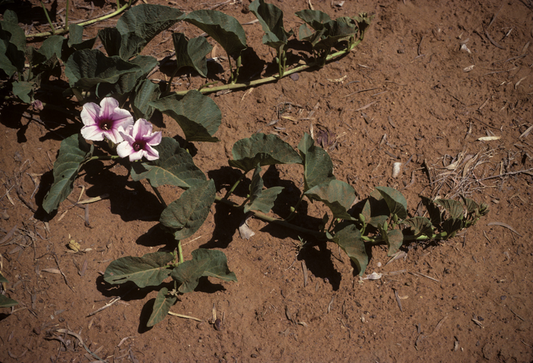 Weir vine has elongated arrow shaped leaves along a vine type growth with pink flowers that have purple centres.