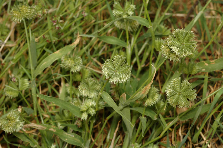 Button grass has a distinctive seedhead that has 6 lobes radiating out of the centre, resembling a round toothbrush.