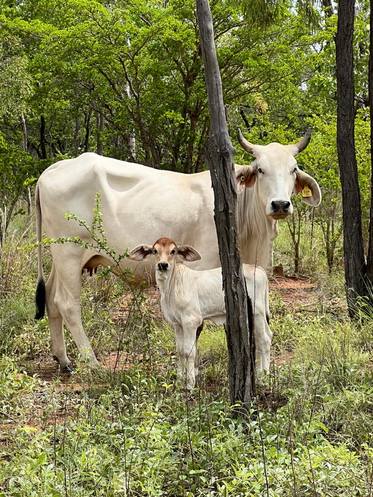 Photo of a cow and calf