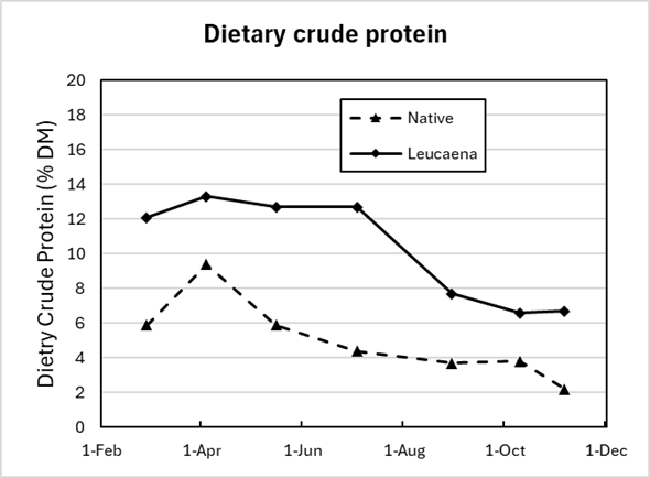 Graph showing the crude protein in the diet of cattle grazing leucaena or grass. The leucaena diet is consistently higher in protein all year, but both lines trend down from April to November.