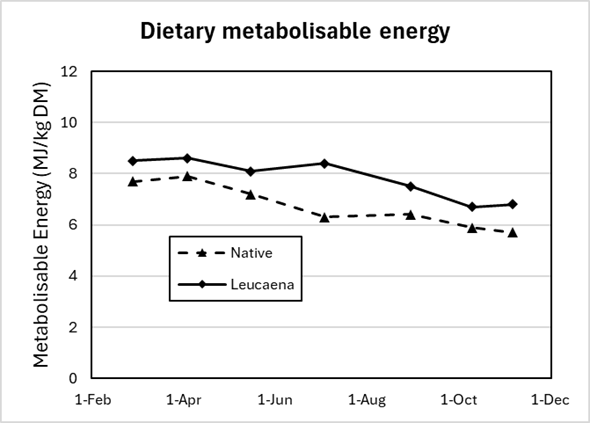 Graph showing the metabolisable energy in the diet of cattle grazing leucaena or grass. The leucaena diet is consistently higher in energy all year, but both lines trend down from April to November.