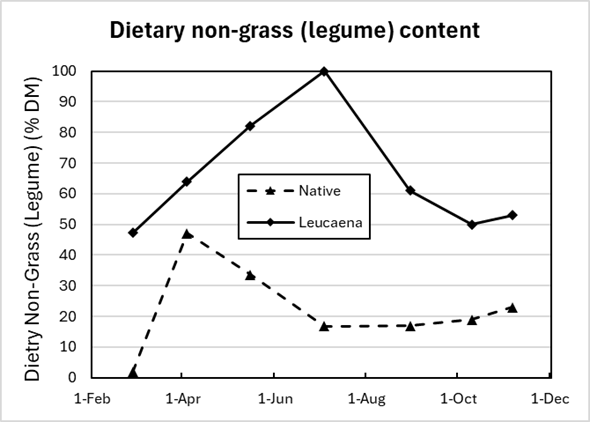 Graph showing the trend in proportion of non-grass in the diet of cattle grazing leucaena or grass only. The amount of non-grass in the diet is much higher in the leucaena. The peak in non-grass for the leucaena paddock is seen in August, whereas the peak in the grass paddock is seen in April.