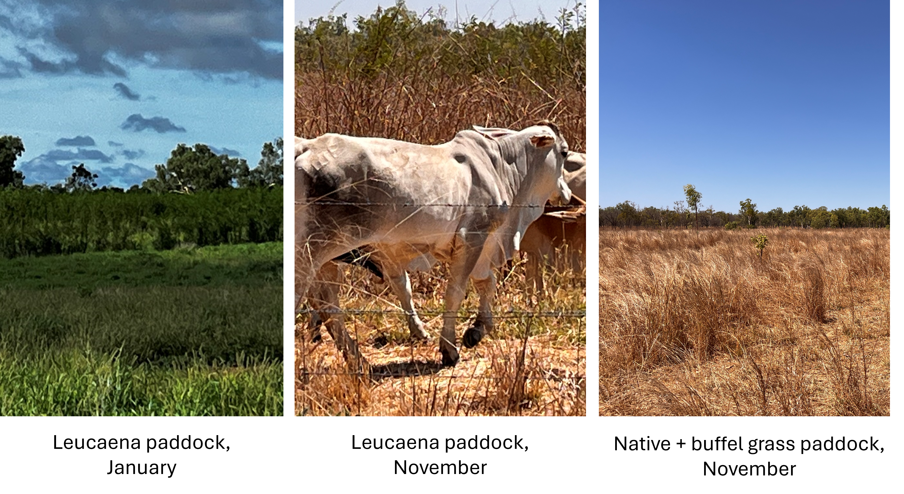 Three photos. The one on the left showing green grass and leucaena in January. The one in the middle showing grey cattle walking through dry grass with green leucaena in the background. The photo on the right shows dry pasture.