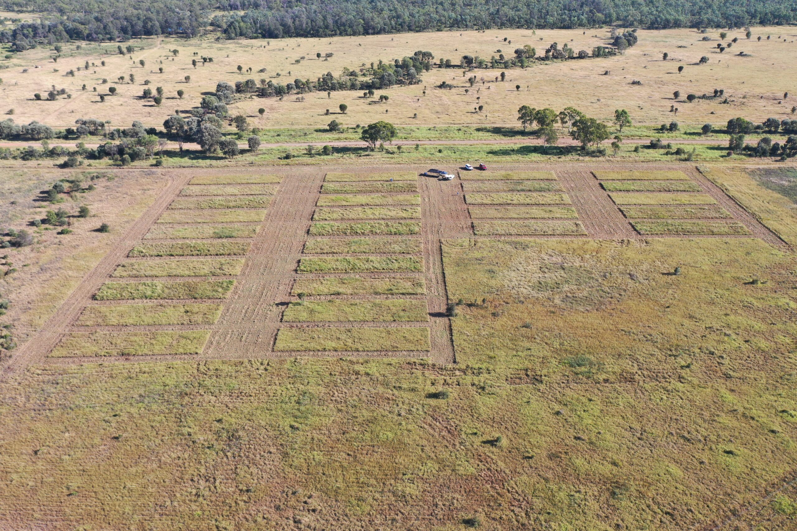 Aerial view of the trial site is split into 30 replicates. Replicates are differentiated by close slashing. 