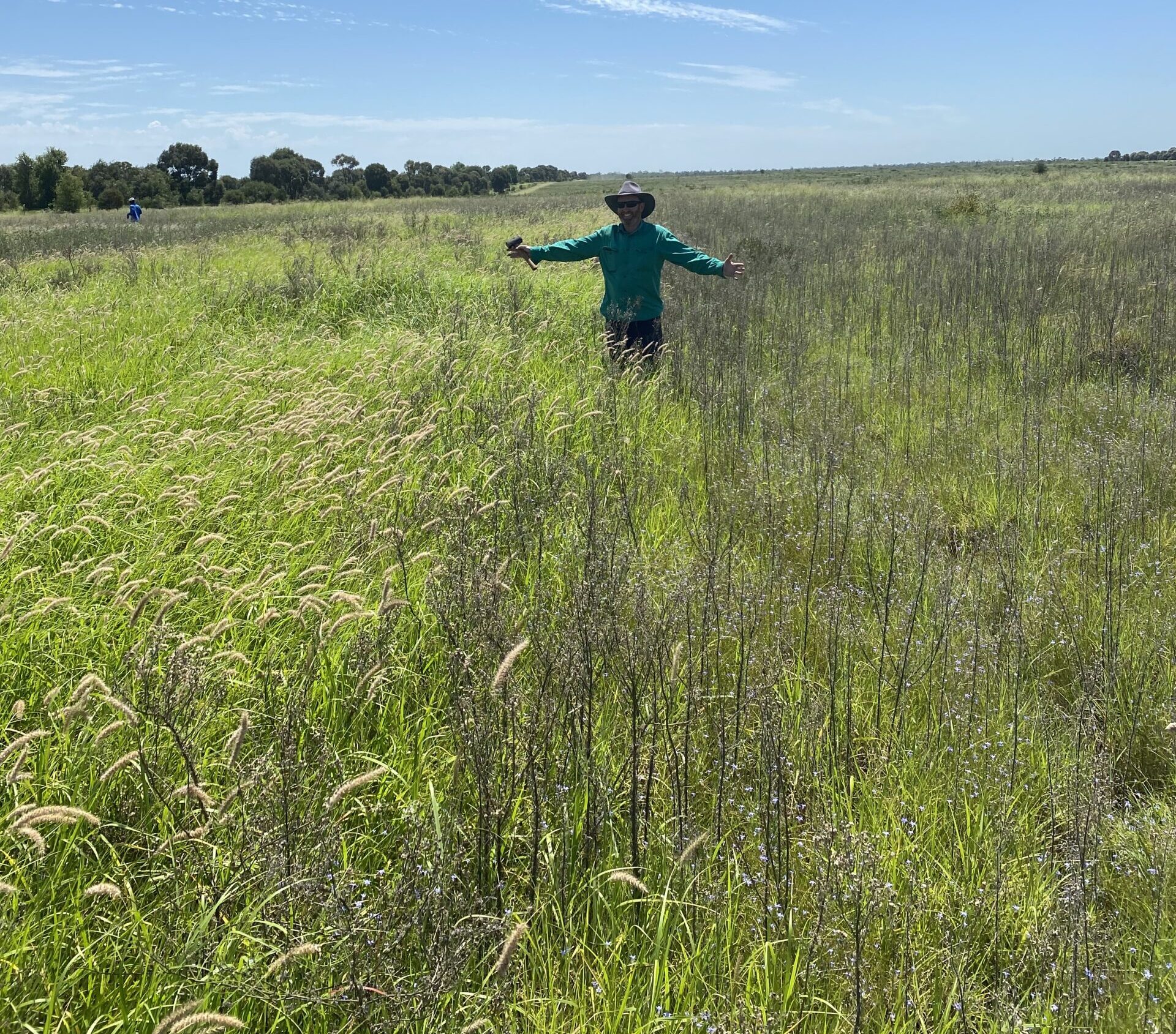 Man standing between a treatment replicate and the buffer zone. The treatment is a fertiliser application where the buffel is tall, leafy and green. In the untreated buffer zone, the buffel is experiencing pasture run down and is only half the biomass.