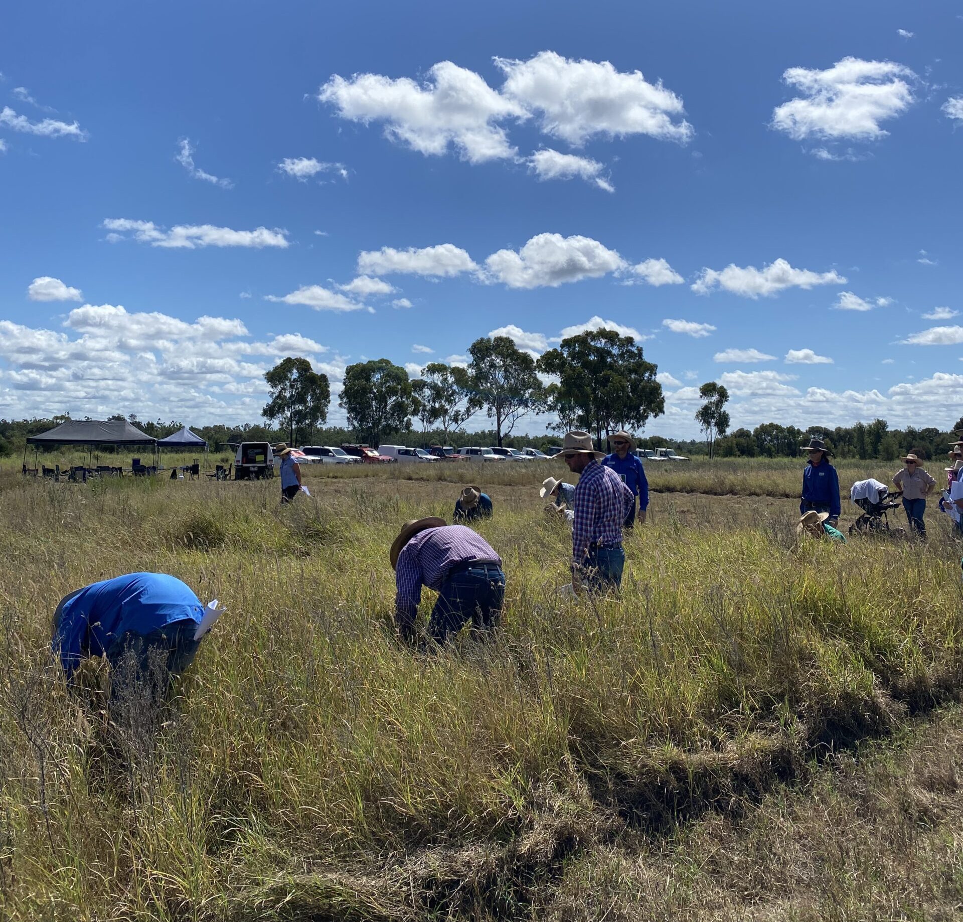 People in a paddock at a field day at Gundabah.