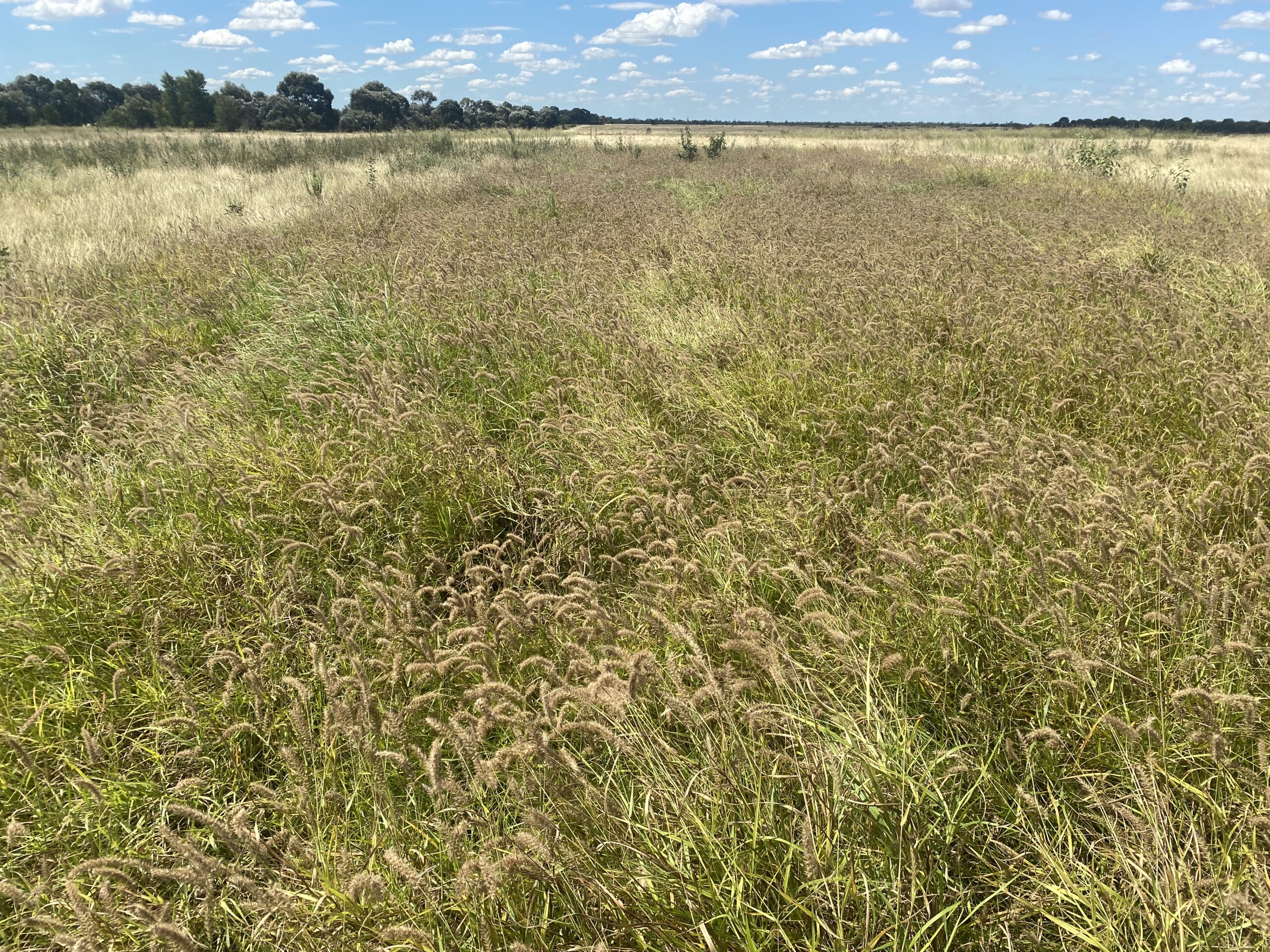 A strip of buffell grass (in seed, dense tussocks). surrounded by Indian couch which is pale, yellow and stalky.