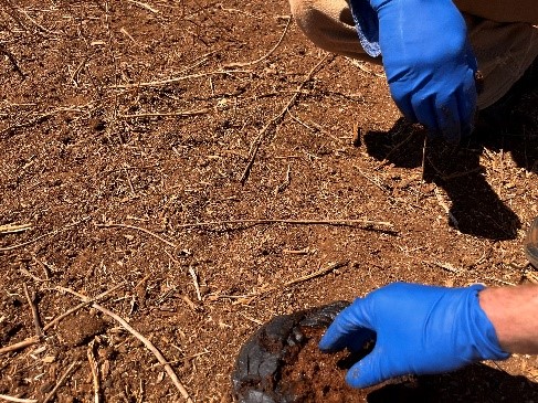 Gloved hand collecting cow faeces from a dung pat on the ground.