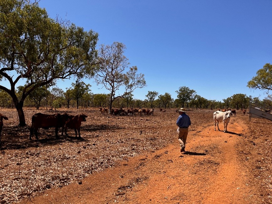 Man walking amongst a mob of cattle with a plastic bag in his hands, collecting dung from pats.