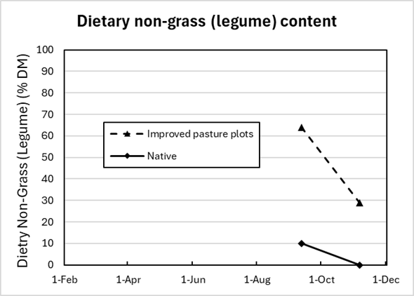 Graph showing the proportion of non-grass in the diet of cattle grazing improved pasture or native pasture. The two points measured in September and November show large difference between non-grass measured in the two paddocks with the improved pasture having much higher non-grass in the diet. 