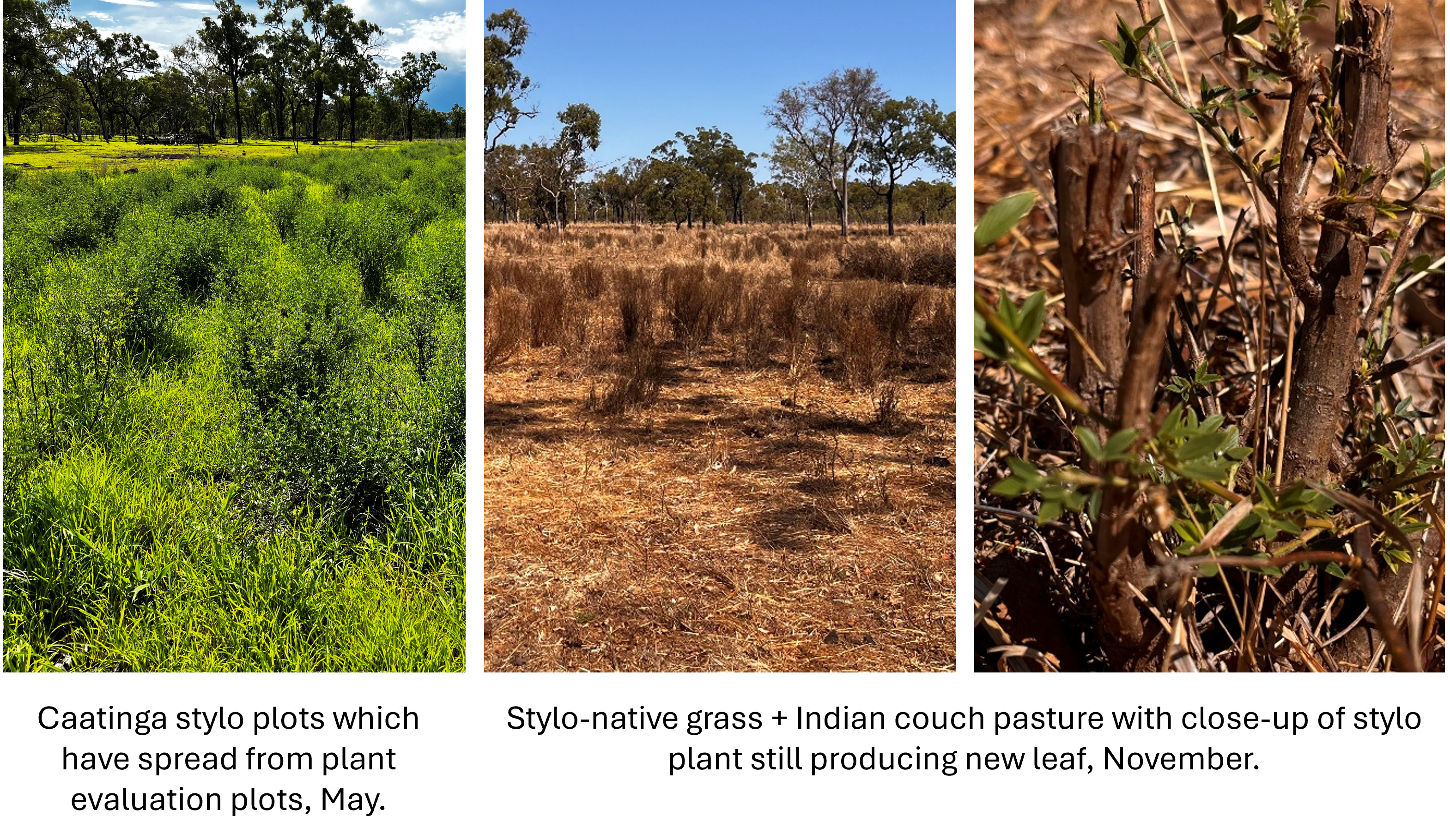 Group of three photos. Left photo shows green stylo and grass in May. Middle and left photos show stylos and native grass with some buffel grass in November, with a close up of a stylo plant still producing new green leaf.