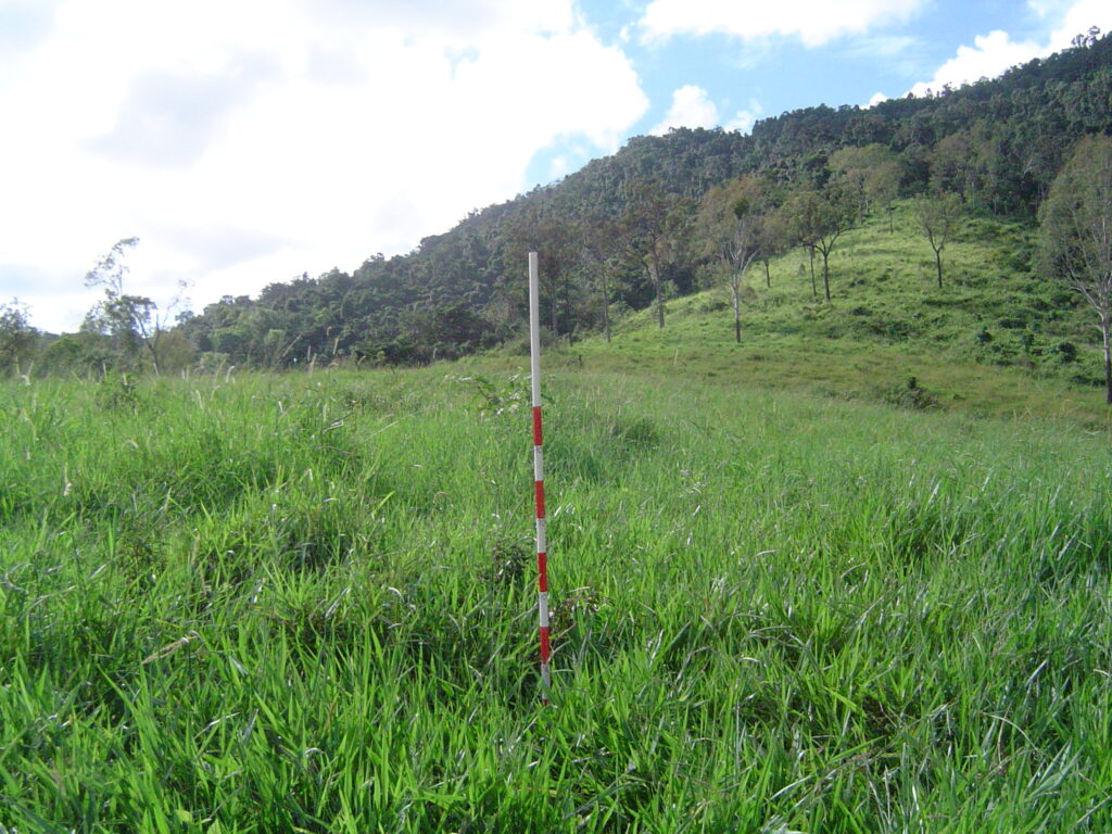 A paddock of dense signal grass pasture, 50cm tall.