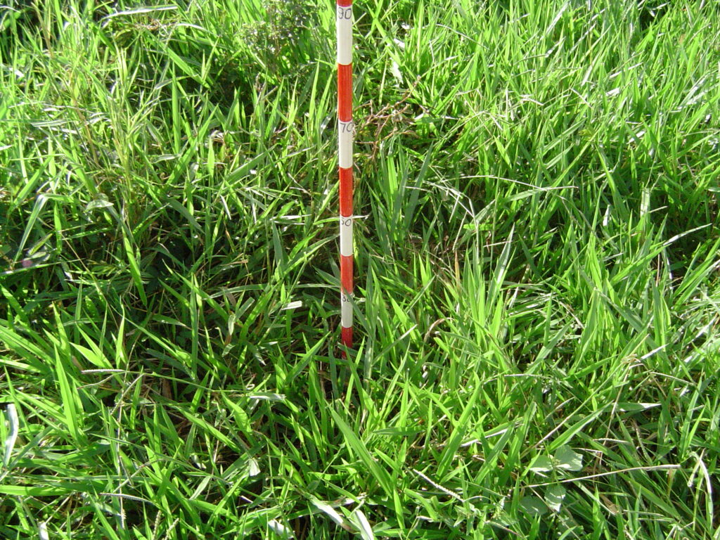 A photo showing the density of the signal grass pasture. The pasture is so thick the ground cannot be seen from directly overhead.