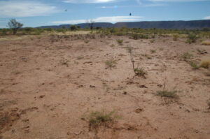 Photo of monitoring site from June 2008 showing bare ground