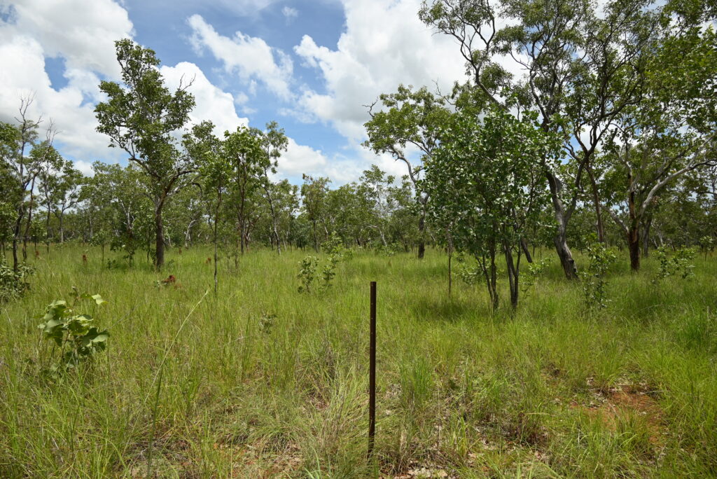 Photo example of a monitoring site with a picket.