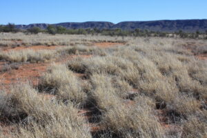 Photo of monitoring site from May 2018 showing a good body of grass that has hayed off.