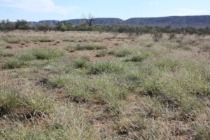 Photo of monitoring site from May 2014 showing green grass starting to hay off.