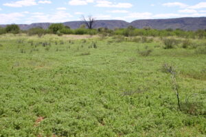 Photo of monitoring site from March 2010 showing green feed