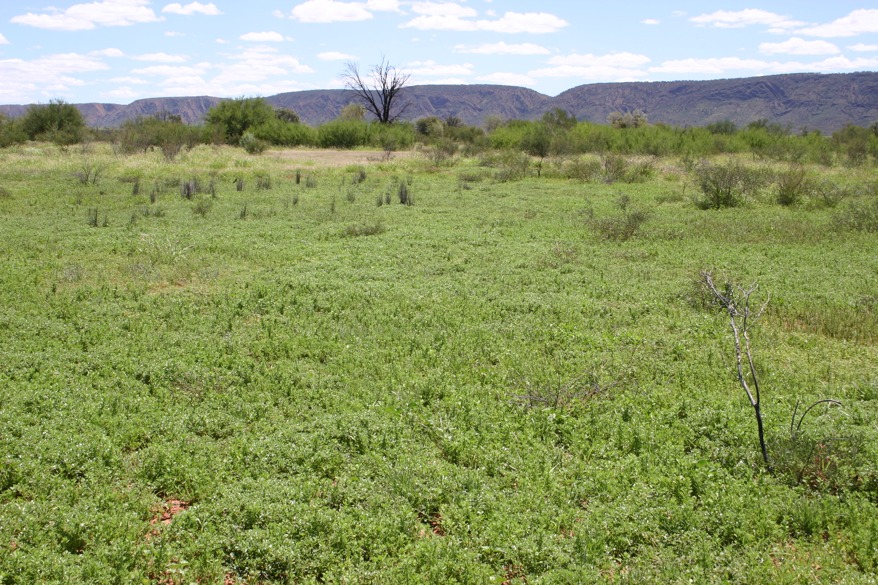 Photo of monitoring site from March 2010 showing green feed