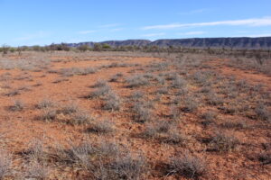 Photo of monitoring site from May 2020 showing grass completed dried off, grey looking and chewed down.