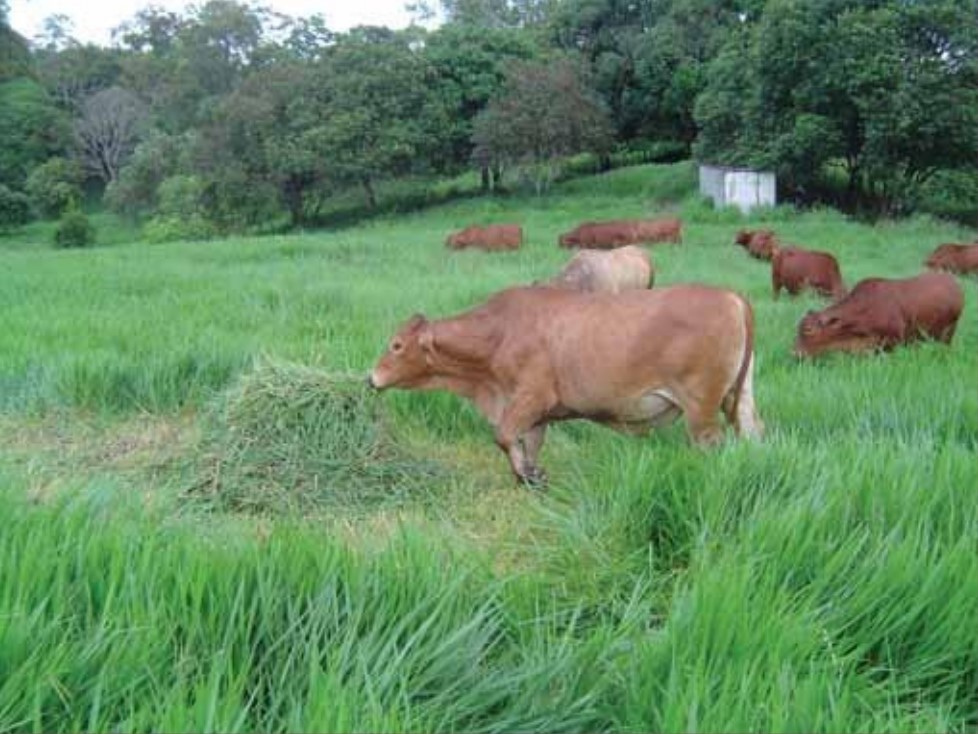 A 500 kg steer next to a pile of green signal grass weighing 84 kg.