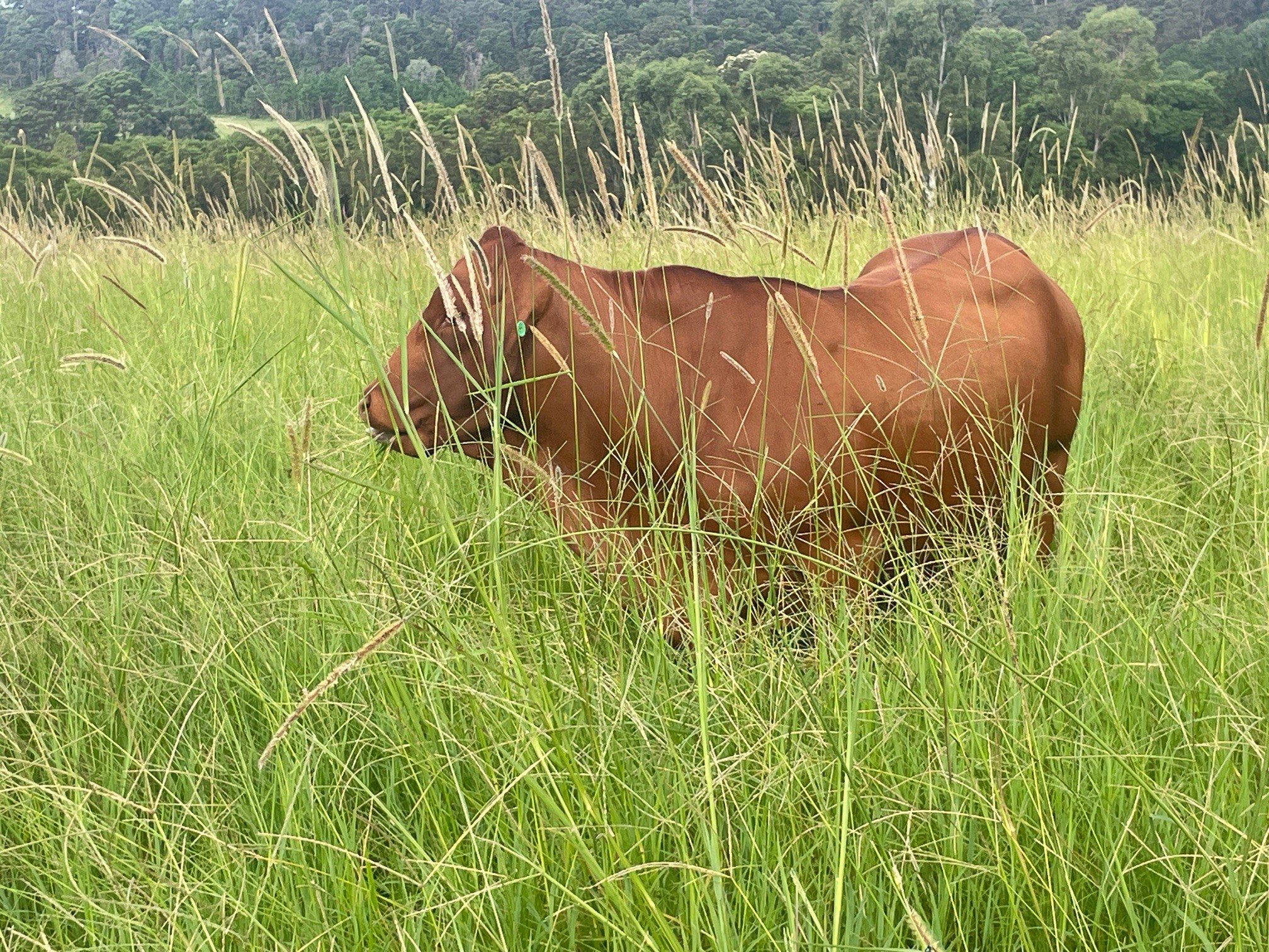 Droughtmaster heifer standing in a paddock of Setaria and Pangola